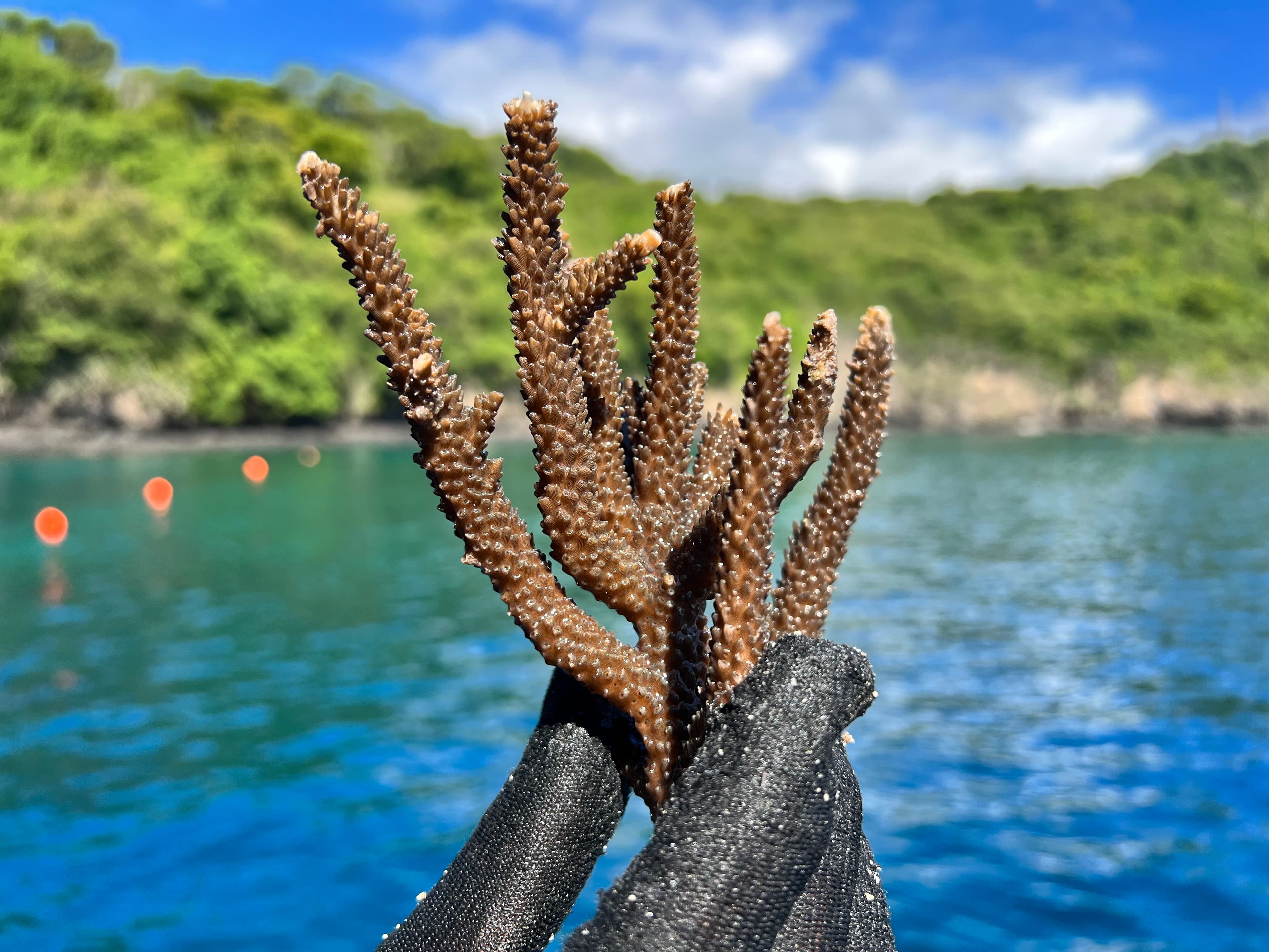 A coral fragment held up against the bay, ready to be tied onto a reef star