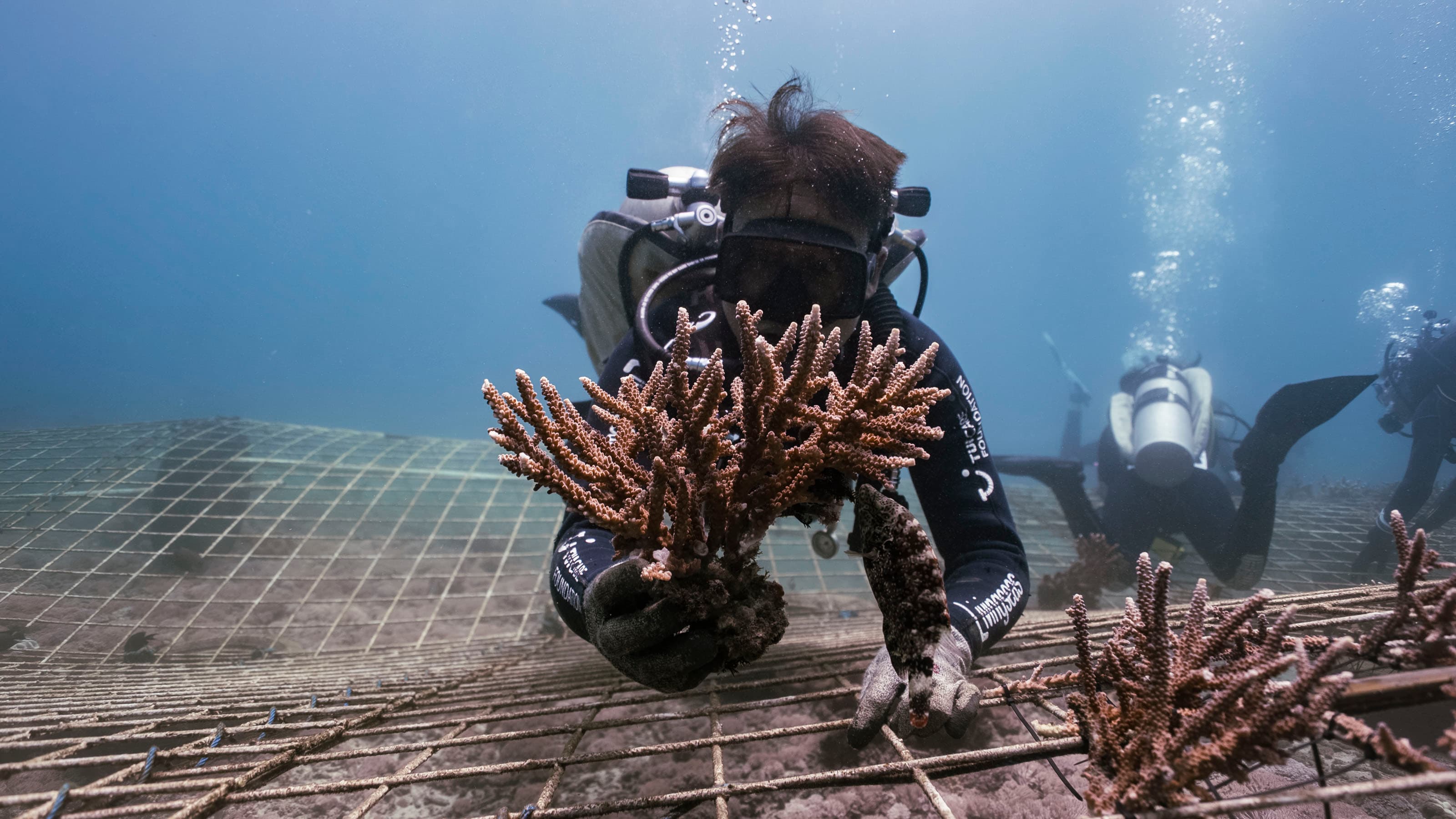 A diver holds up a coral fragment over the reef frames, with more divers restoring the site behind them