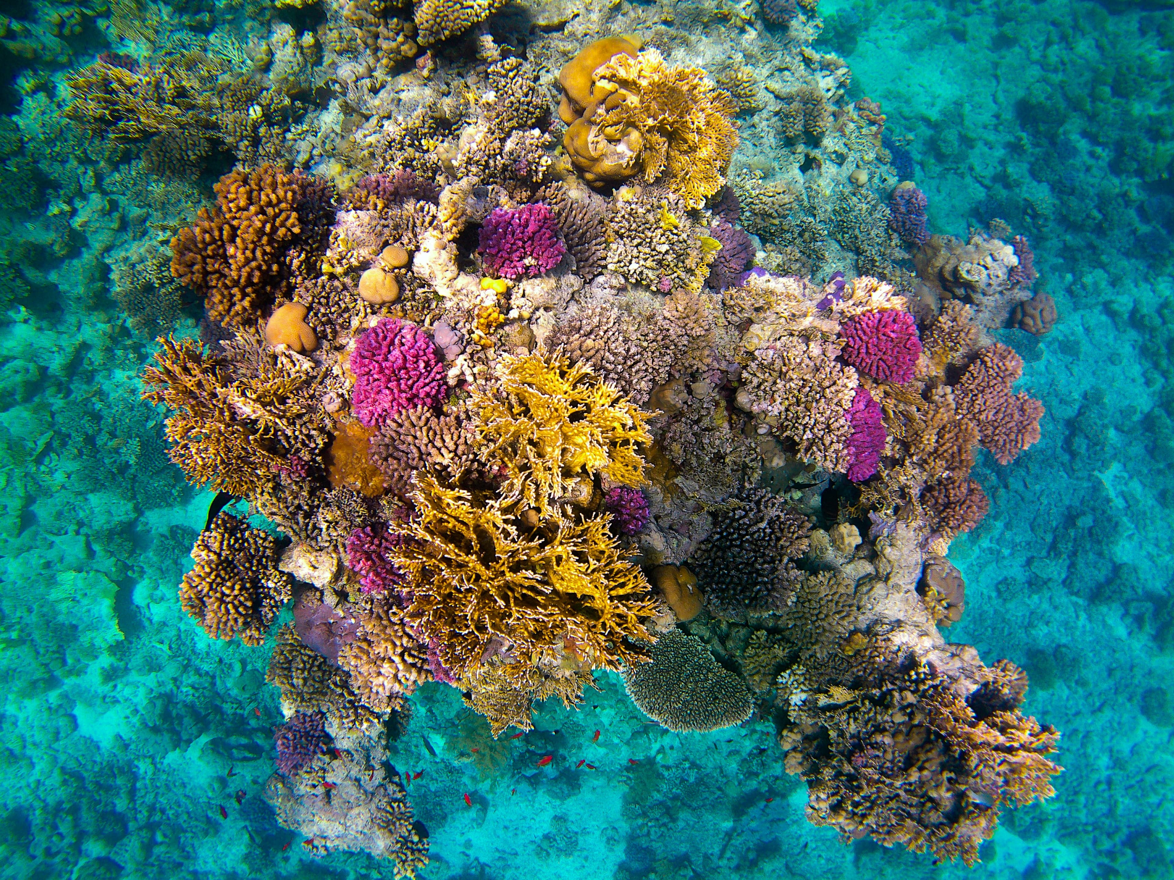 A school of fish over a thriving coral reef in Padang Bai