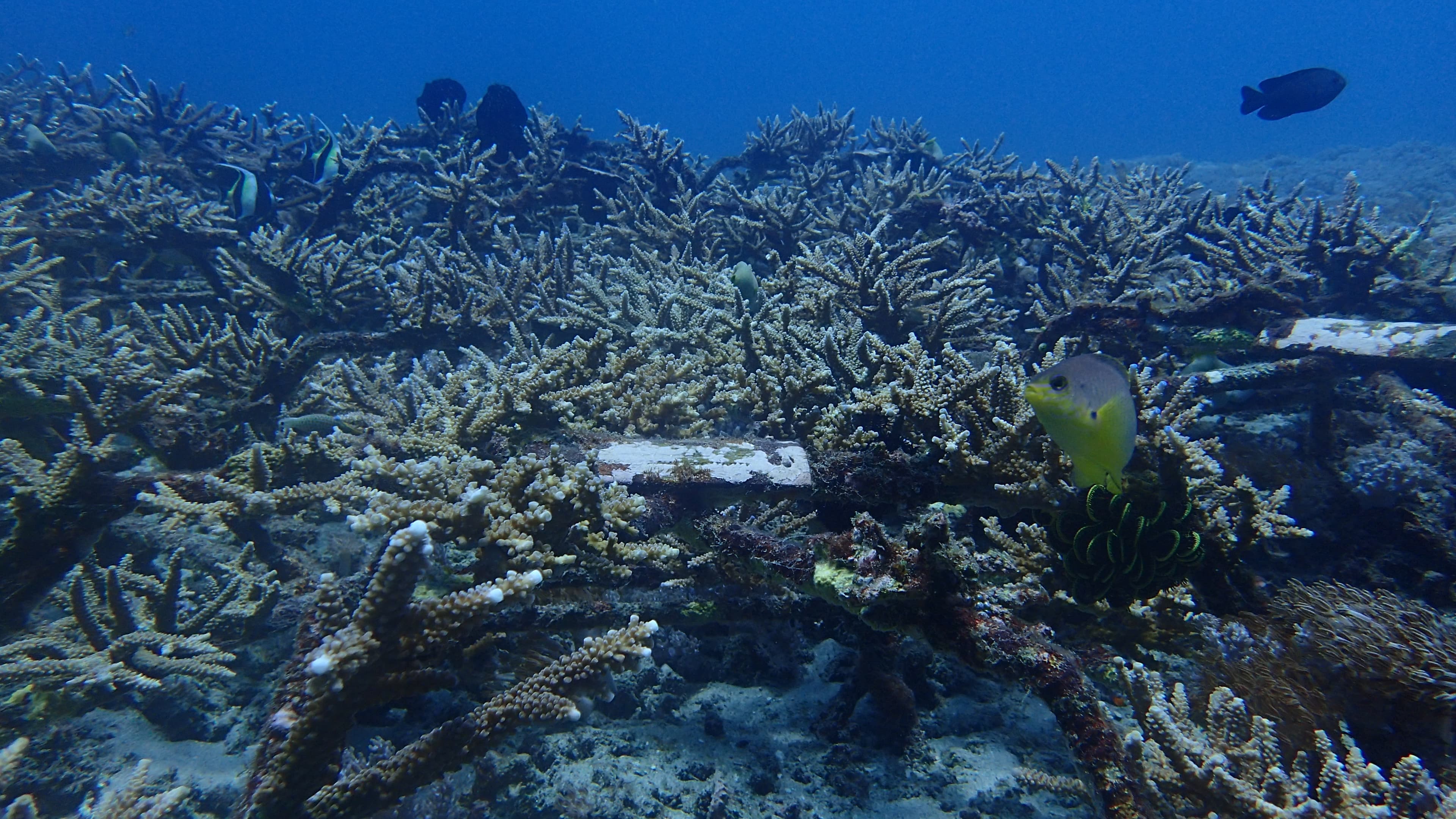 A dense, established coral reef thick with fish