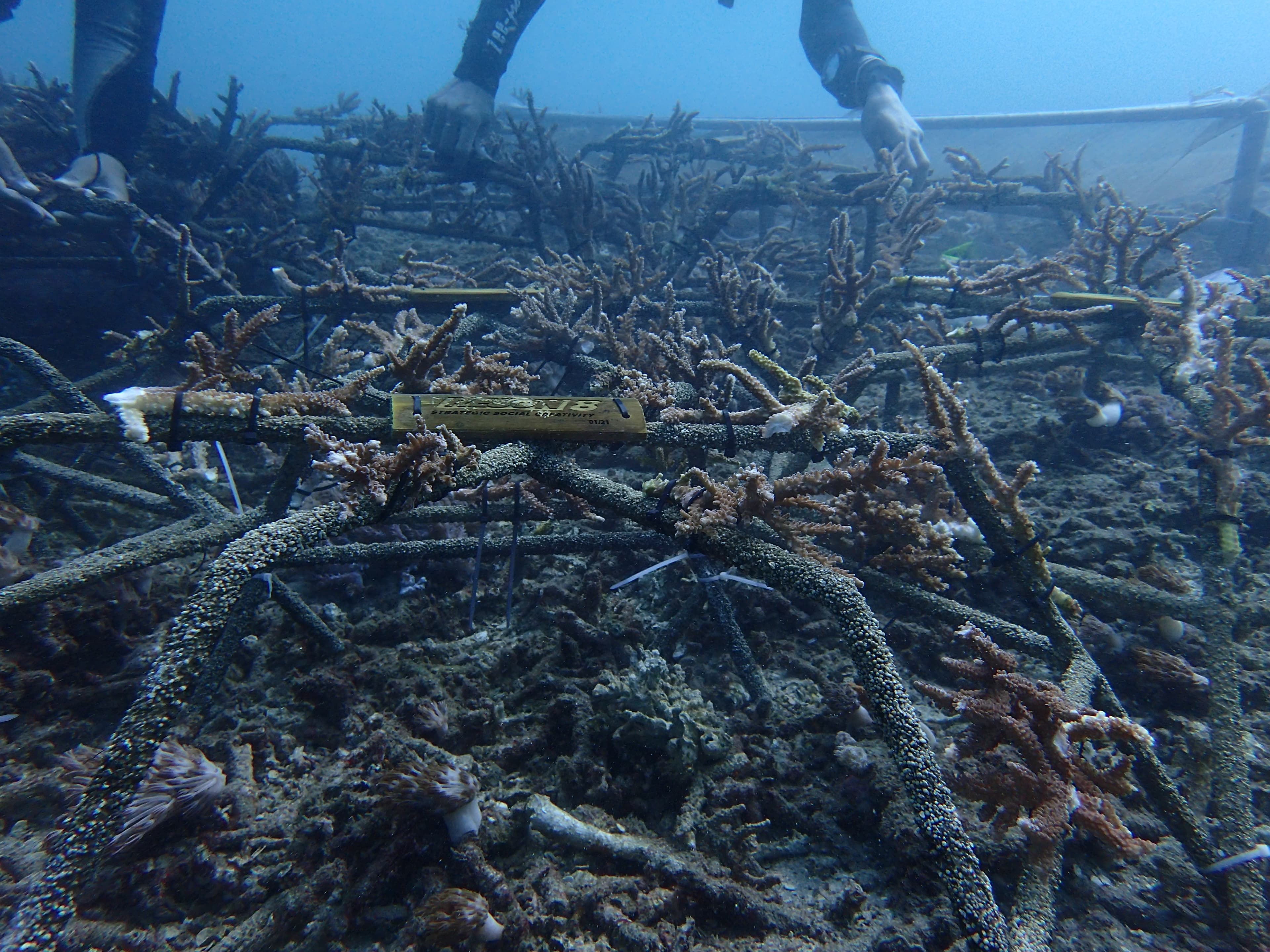 Reef star frames covered in tied-on coral fragments across the seabed